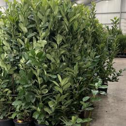 Laurel hedging wholesalers call us today 