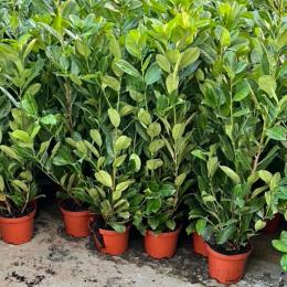 Laurels in stock we will not be beat on price and quality