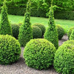 Wholesale buxus hedging we are a leading supplier