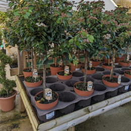 Wholesale plants always in stock call us today 01472 210829